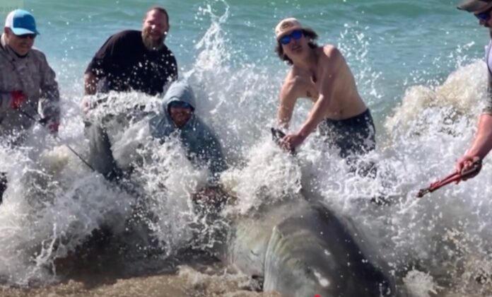 North Carolina Fishermen Catch Great White Shark