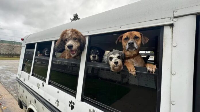 Doggy day care bus