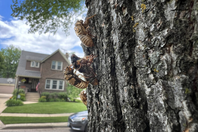 Cicadas will emerge