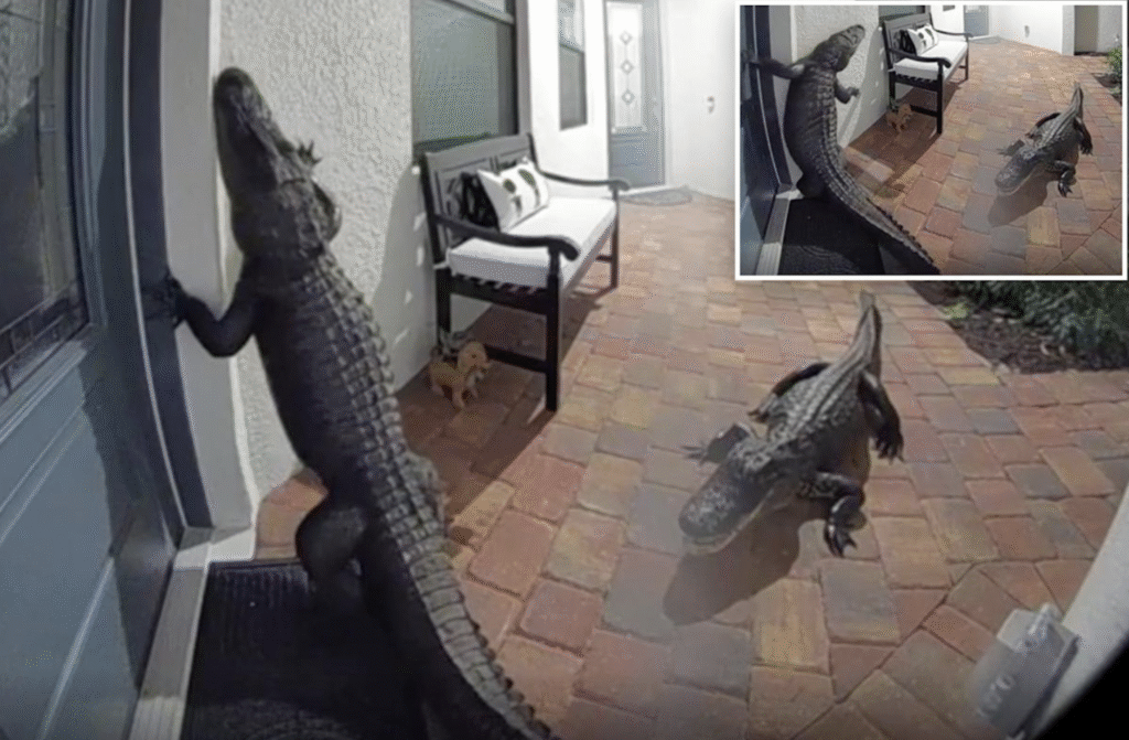 Florida Home Finds Two Alligators at Front Door
