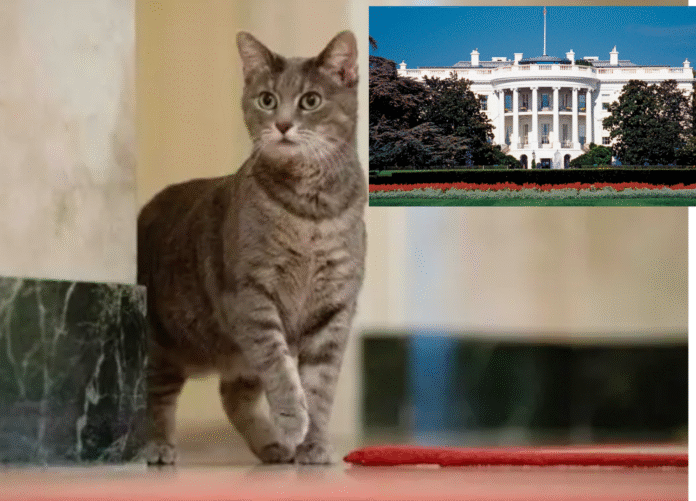 Cat Breaks Trump’s Security