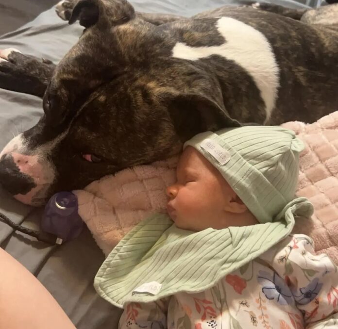 Ohio Baby Dies in Family Pit Bull Attack