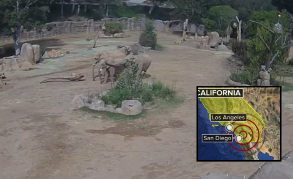 Elephants earthquake.