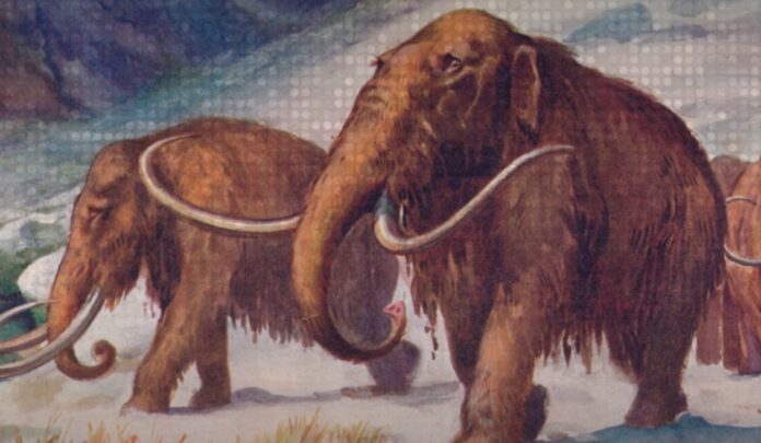 Scientists Plan to Bring Mammoth Back to Life